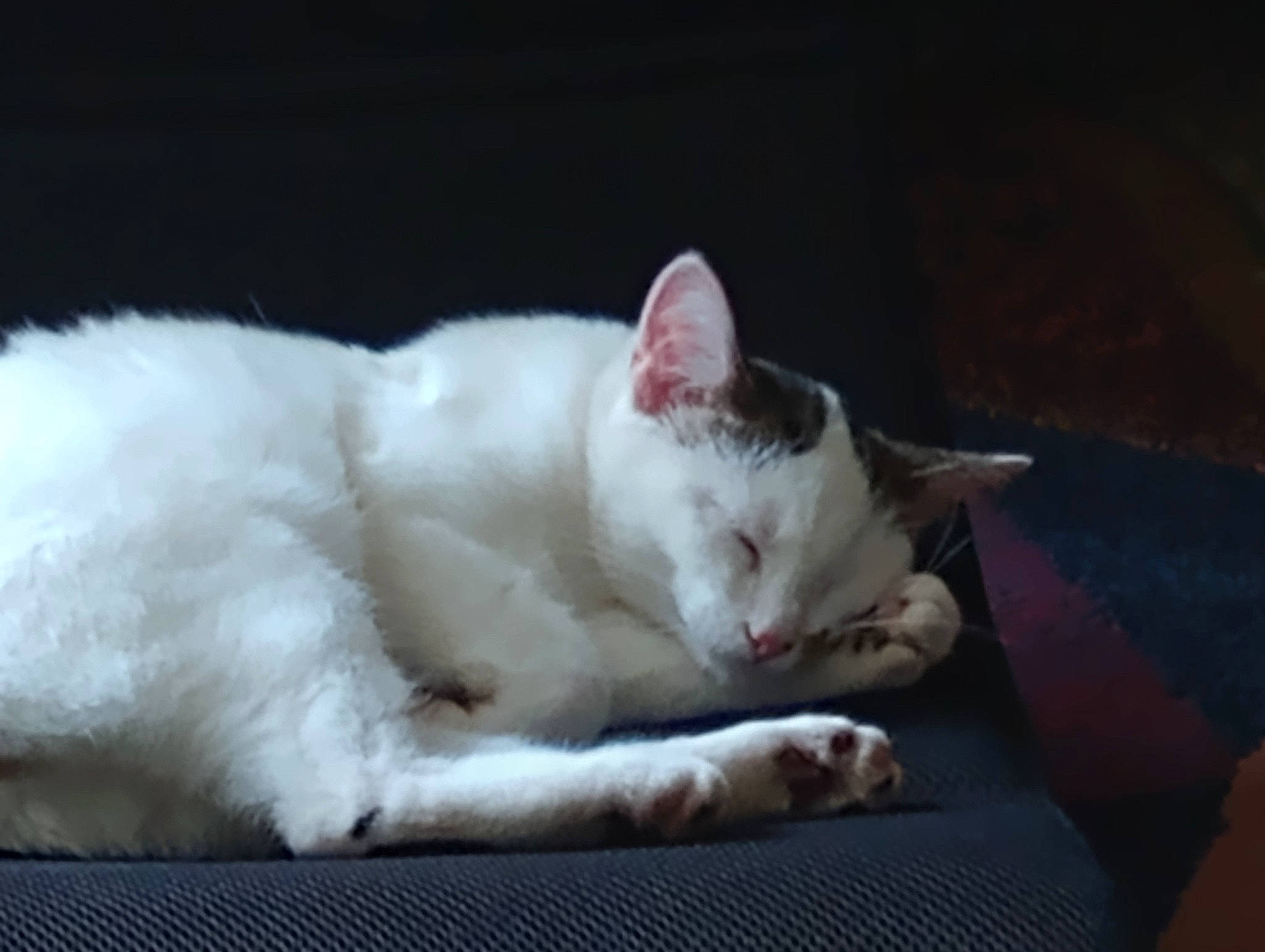 Buttercup is registered to the contest to win money with this photo: carnivore, cat, claw, comfort, domestic_short_haired_cat, eye, felidae, foot, fur, nap, paw, sitting, sleep, small_to_medium_sized_cats, snout, tail, terrestrial_animal, vehicle_registration_plate, whiskers