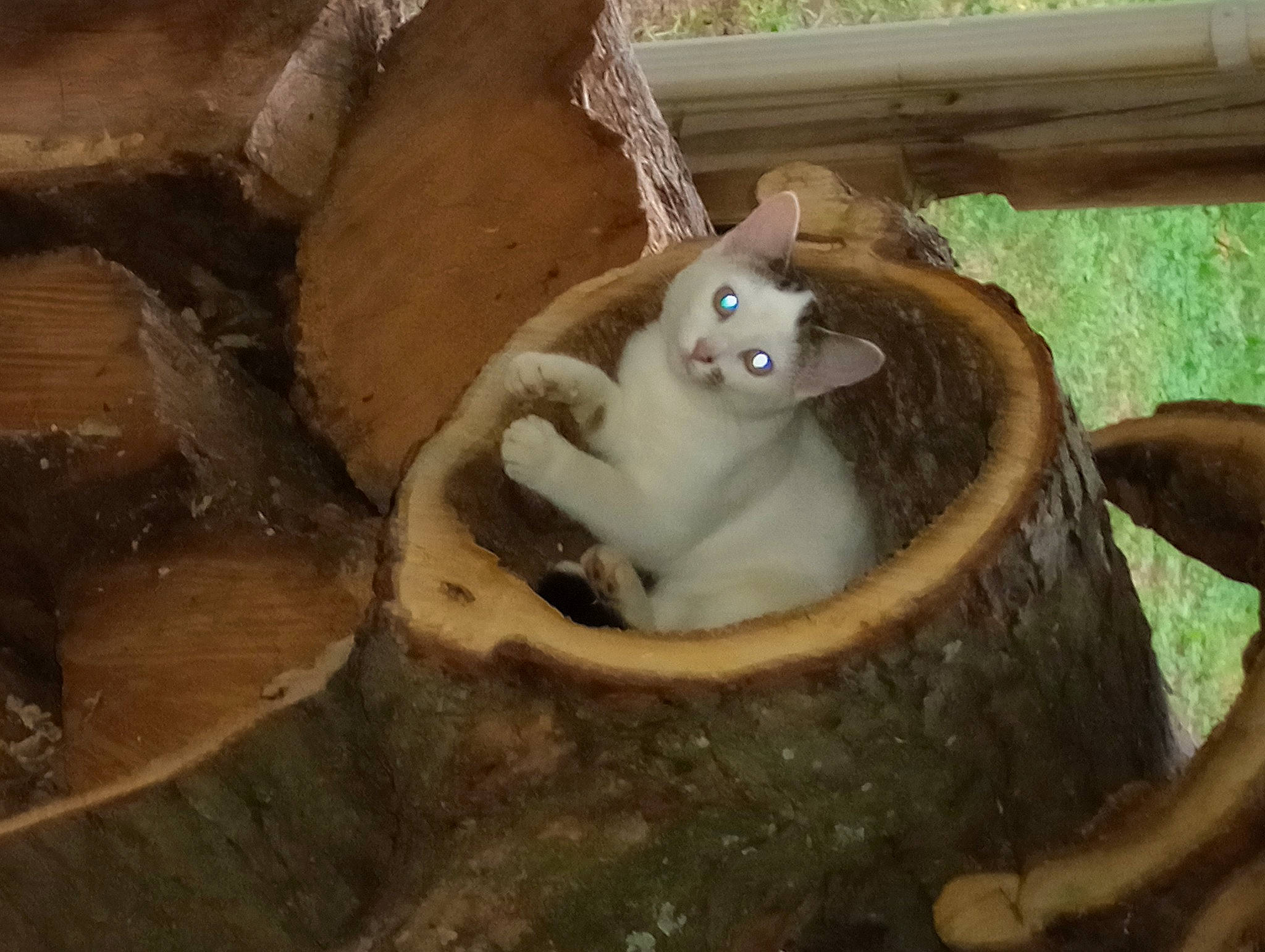 Buttercup joined the competition — help win amazing prizes! automotive_wheel_system, fawn, fur, jungle, metal, plant, plant_stem, primate, rodent, snout, soil, squirrel, tail, terrestrial_animal, toy, tree, trunk, whiskers, wildlife, wood