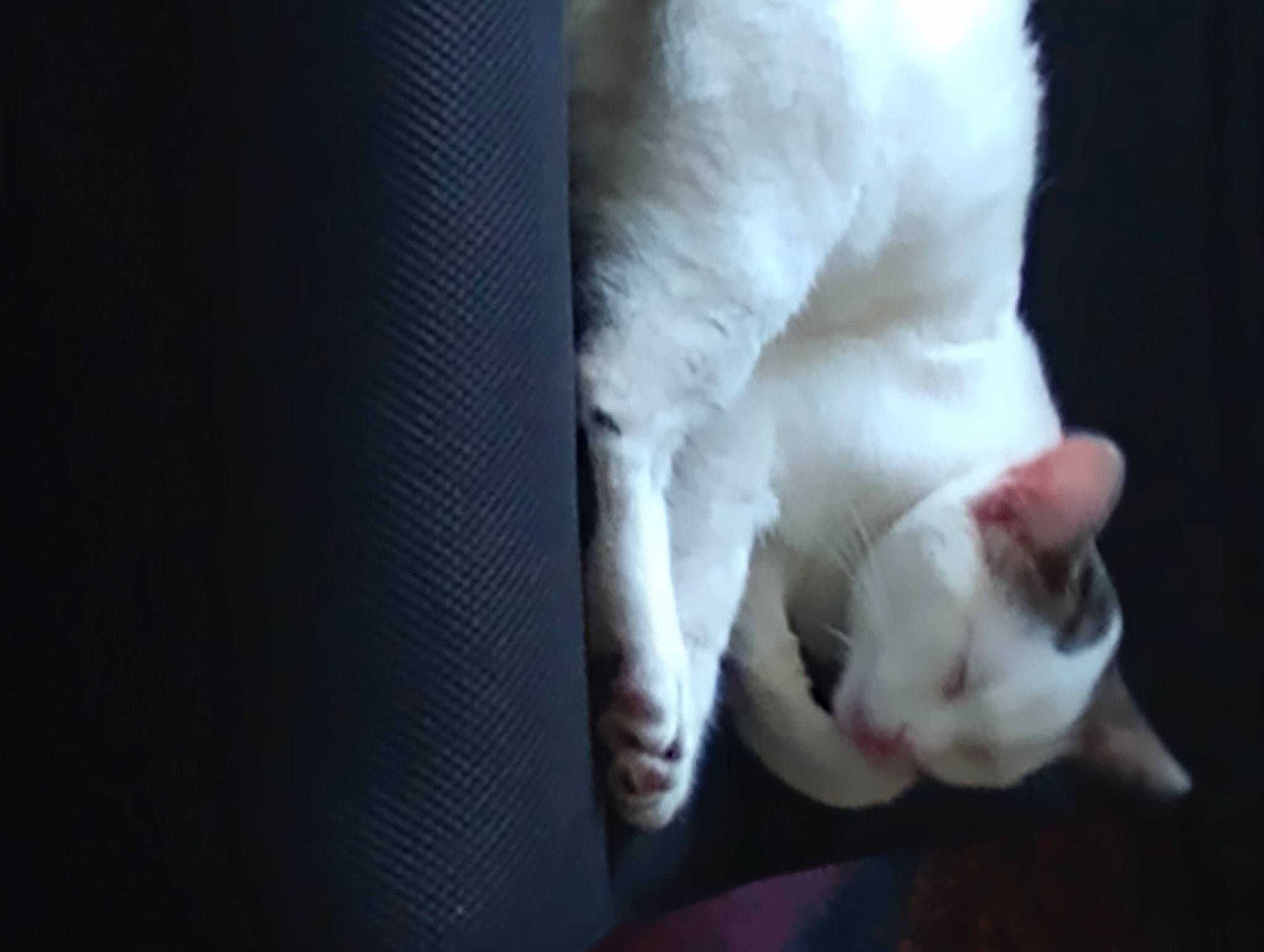 Buttercup joined the competition — help win amazing prizes! canidae, carnivore, cat, claw, comfort, darkness, domestic_short_haired_cat, fang, felidae, foot, fur, gesture, human_leg, paw, small_to_medium_sized_cats, snout, tail, whiskers