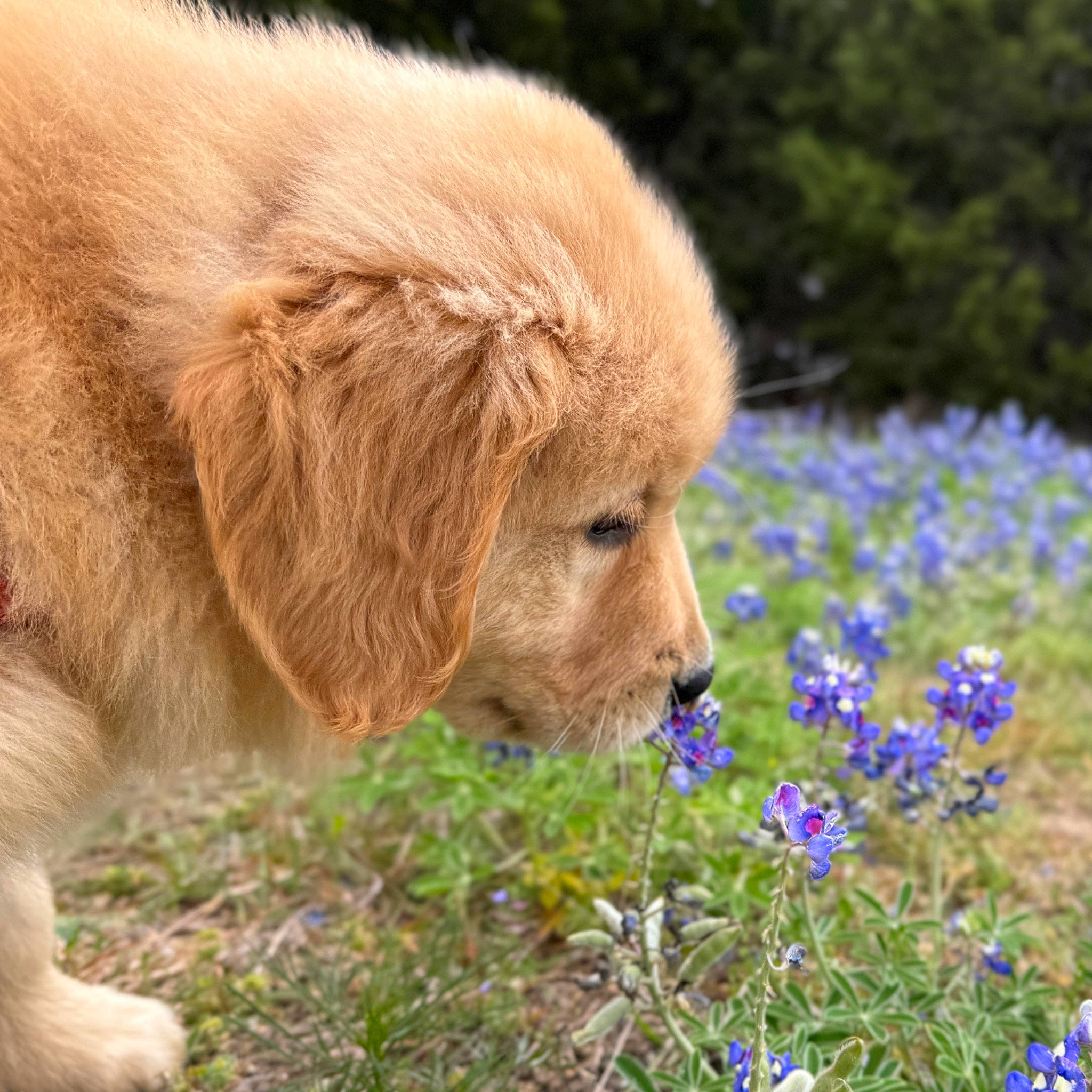 Cookie is registered to the contest to win money with this photo: annual_plant, bluebonnet, carnivore, companion_dog, dog, dog_breed, electric_blue, fawn, flower, grass, groundcover, herbaceous_plant, liver, petal, plant, retriever, snout, terrestrial_animal, texas_bluebonnet, working_animal