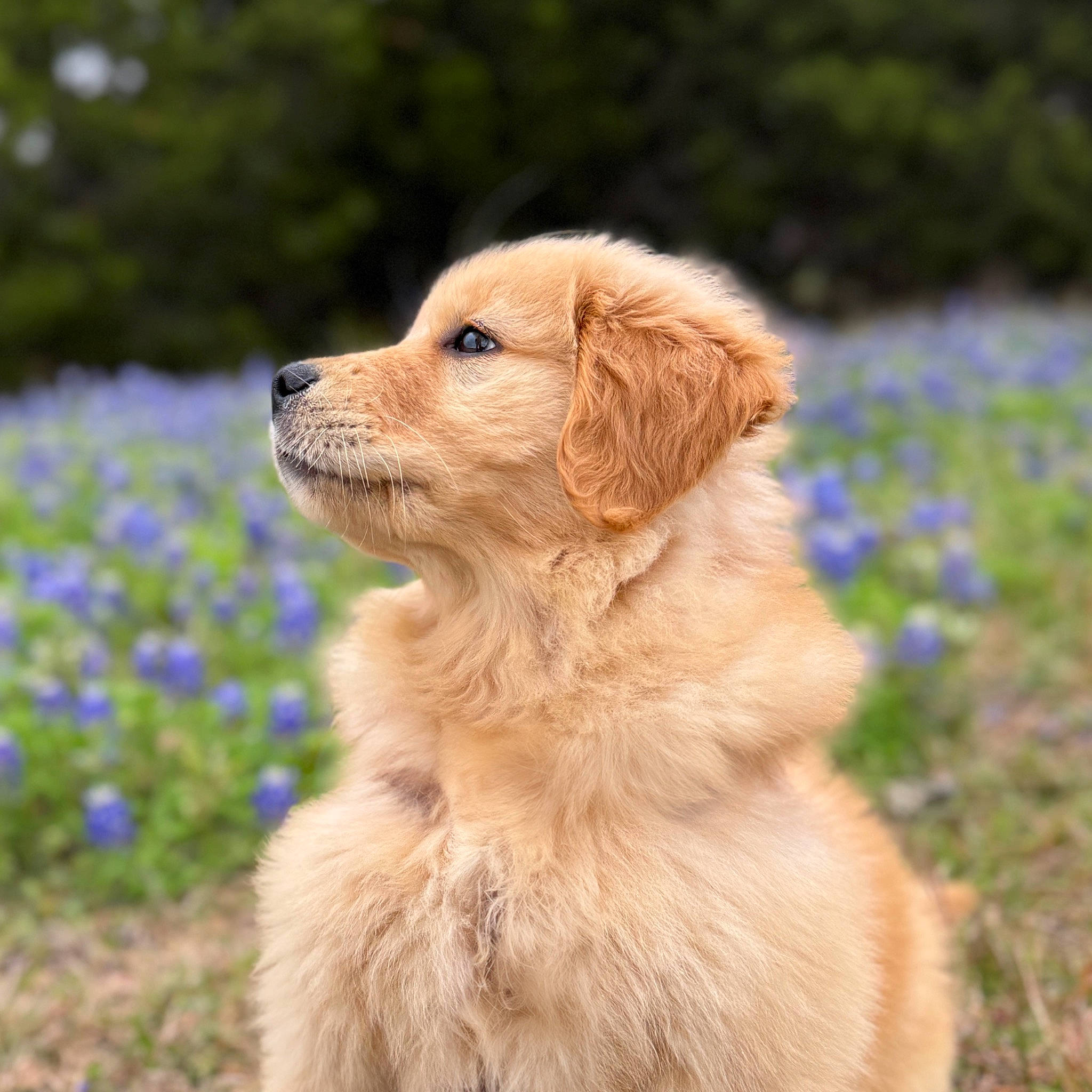 Cookie is registered to the contest to win money with this photo: canidae, carnivore, companion_dog, dog, dog_breed, fawn, flower, fur, golden_retriever, grass, groundcover, gun_dog, liver, plant, retriever, sporting_group, tree, whiskers, working_animal, working_dog