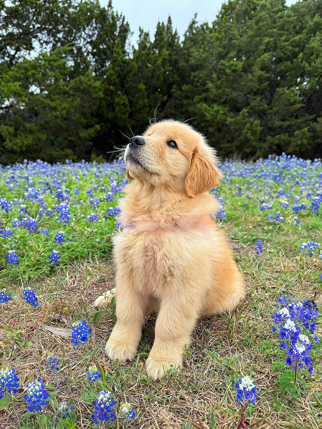Cookie joined the competition — help win amazing prizes! annual_plant, carnivore, companion_dog, dog, dog_breed, electric_blue, field, flower, flowering_plant, grass, groundcover, herbaceous_plant, people_in_nature, petal, plant, sky, sporting_group, texas_bluebonnet, tree, water_dog