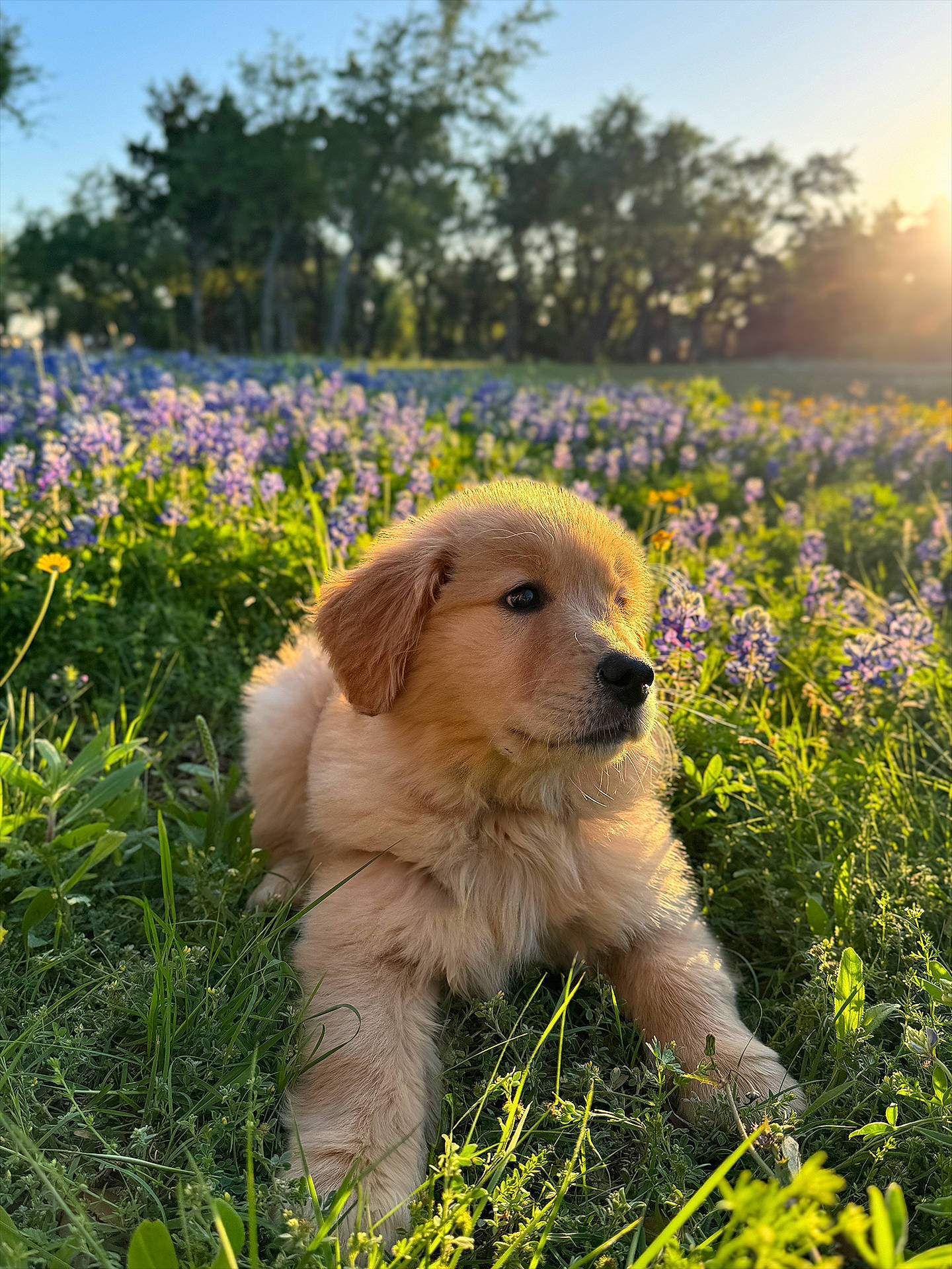 Cookie joined the competition — help win amazing prizes! carnivore, companion_dog, dog, dog_breed, fawn, flower, fur, grass, grassland, happy, herbaceous_plant, landscape, plant, prairie, sky, snout, sporting_group, spring, tree, wilderness