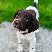 Lilo joined the competition — help win amazing prizes! puppy, dog, young_dog, brown_and_white, collar, outdoor, grass, path, curious, looking_up, pet, canine, animal, close_up, adorable, cute, fur, ears, whiskers, snout