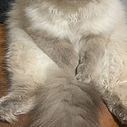 Snowball joined the competition — help win amazing prizes! animal, blue_eyes, cat, closeup, cushion, cute, domestic_cat, feline, fluffy, furry, gray, indoor, leather, long_hair, pet, portrait, relaxed, sitting, whiskers, white