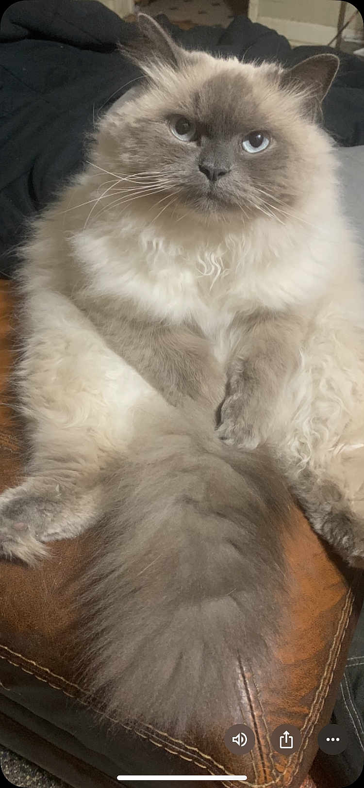 Snowball