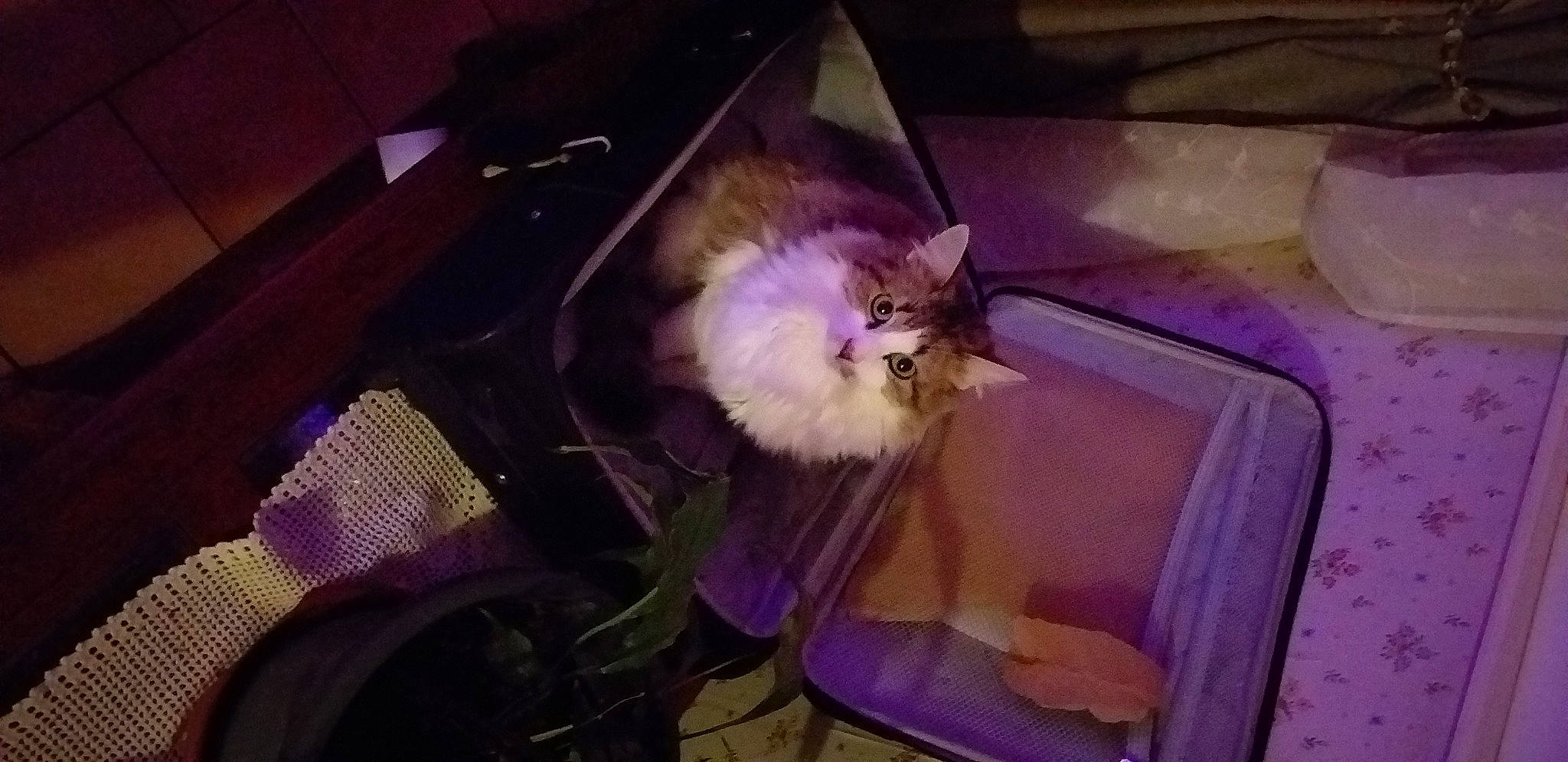 Rouchy a rejoint le concours — aidez-le/la à gagner de superbes lots ! canidae, carnivore, cat, chair, comfort, companion_dog, drawer, fawn, felidae, fur, lap, night, photo_caption, plant, purple, room, small_to_medium_sized_cats, tail, whiskers, wood