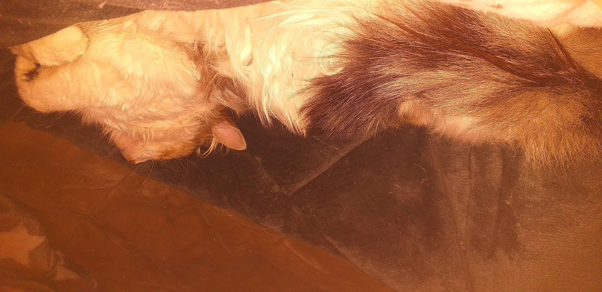 Rouchy participe au concours pour gagner de l'argent avec cette photo : brown, carnivore, companion_dog, dog, dog_breed, ear, eyelash, fawn, feather, flooring, fur, hardwood, liver, paw, snout, sporting_group, tail, tints_and_shades, whiskers, wood