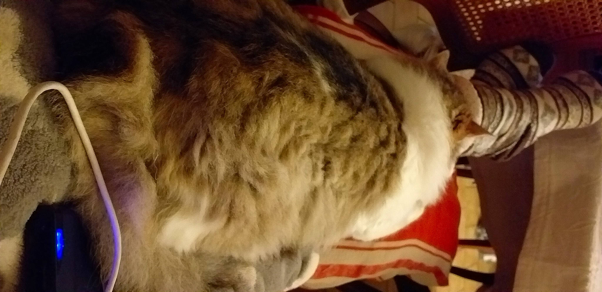 Rouchy participe au concours pour gagner de l'argent avec cette photo : canidae, carnivore, claw, companion_dog, dog_breed, domestic_short_haired_cat, event, fawn, felidae, fur, fur_clothing, small_to_medium_sized_cats, snout, sporting_group, tail, tree, whiskers, wood, wool, working_animal