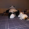 cat, bed, stuffed_animal, panda_toy, plush, indoor, feline, pet, animal, tabby_cat, calico_cat, furniture, blanket, resting, cute, domestic, cozy, room, books, nightstand