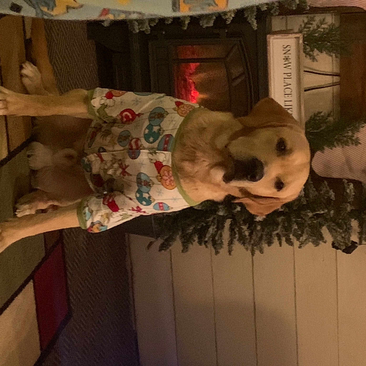 Winston is registered to the contest to win money with this photo: art, ceiling, costume, curtain, fawn, fiction, flesh, fur, house, linens, pink, room, stuffed_toy, toy, tree, vintage_clothing, visual_arts, wood