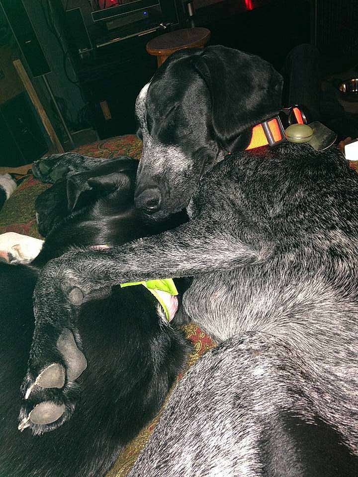 Almond Joy joined the competition — help win amazing prizes! canidae, carnivore, comfort, companion_dog, darkness, dog, dog_breed, fur, grey, guard_dog, liver, nap, non_sporting_group, sleep, snout, sporting_group, tail, terrestrial_animal, working_animal