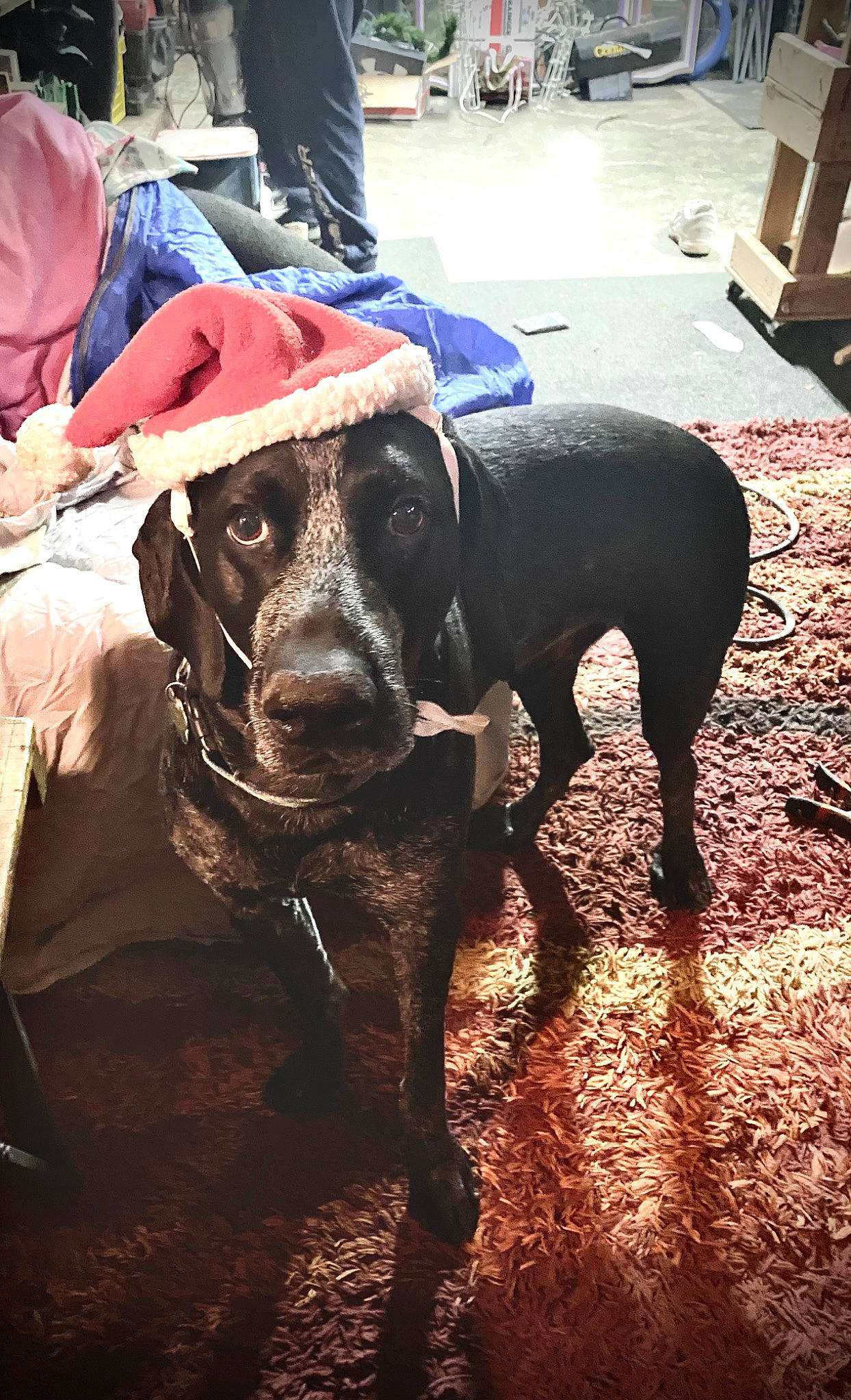 Almond Joy is registered to the contest to win money with this photo: backpack, canidae, carnivore, collar, companion_dog, dog, dog_breed, dog_collar, fashion_accessory, fawn, flooring, fur, guard_dog, hat, leash, luggage_and_bags, snout, sporting_group, sun_hat, working_animal