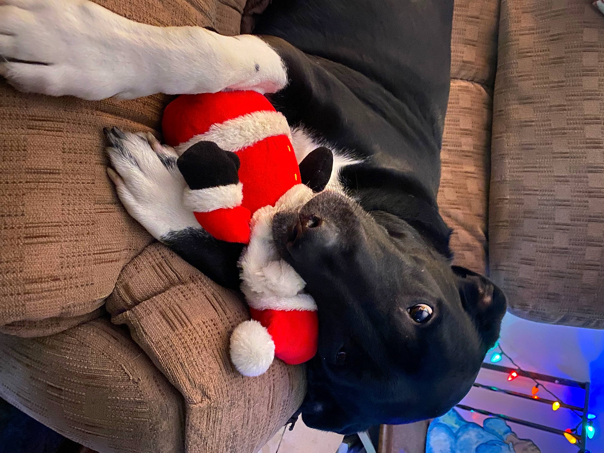 Lola Belle is registered to the contest to win money with this photo: bag, collar, comfort, dog_breed, electric_blue, fawn, fur_clothing, glove, grey, handbag, human_leg, luggage_and_bags, plush, sleeve, snout, street_fashion, stuffed_toy, vertebrate, white, working_animal