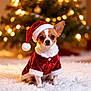 dog, chihuahua, christmas, holiday, santa_hat, santa_suit, cute, small_dog, festive, christmas_tree, lights, decoration, winter, snowflakes, fluffy, pet, indoors, celebration, adorable, costume