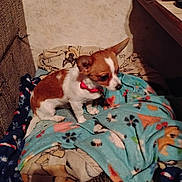 Lil' Bear is registered to the contest to win money with this photo: animal, armchair, beagle, blanket, bulldog, canine, chair, chihuahua, cockerspaniel, couch, dog, furniture, homedecor, hound, linen, papillon, pet, puppy, quilt, terrier