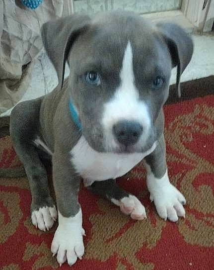 Loki is registered to the contest to win money with this photo: canidae, carnivore, companion_dog, dog, dog_breed, metal, non_sporting_group, puppy, sporting_group, tail, terrestrial_animal, whiskers, working_animal