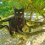 Chaloupe a rejoint le concours — aidez-le/la à gagner de superbes lots ! black_cat, cat, tree, branch, green_leaves, moss, outdoor, sunlight, nature, animal, feline, whiskers, curious, perched, stone_wall, daylight, close_up, wildlife, pet, alert