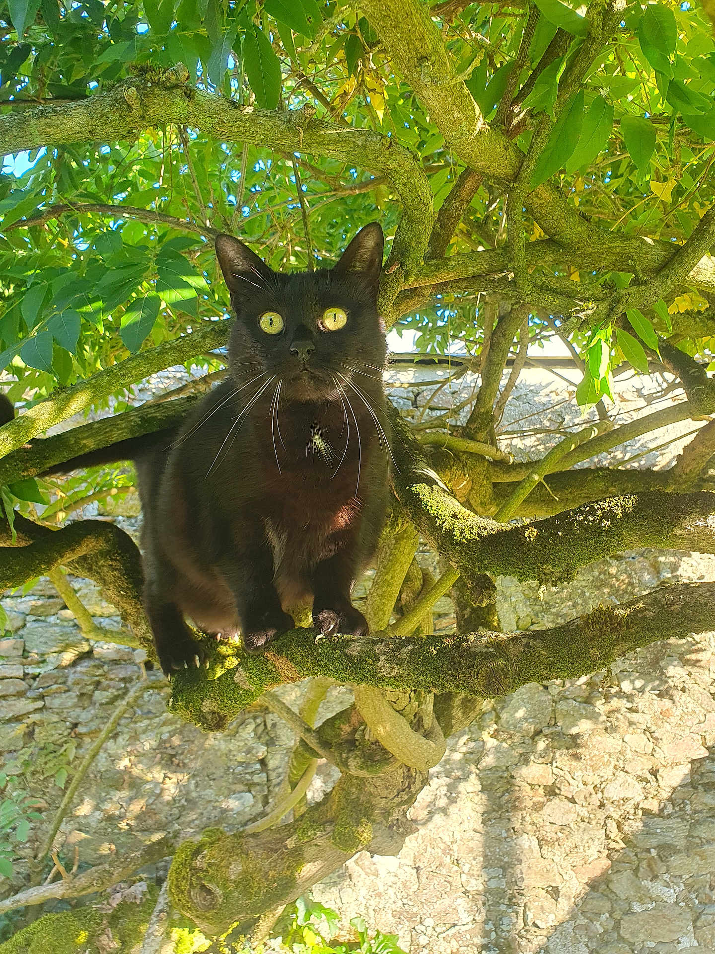 Chaloupe a rejoint le concours — aidez-le/la à gagner de superbes lots ! black_cat, cat, tree, branch, green_leaves, moss, outdoor, sunlight, nature, animal, feline, whiskers, curious, perched, stone_wall, daylight, close_up, wildlife, pet, alert