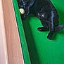 animal, billiards, black_cat, cat, claws, cue_ball, cute, domestic_cat, feline, green_felt, indoor, laying_down, pet, playing, pool_table, relaxed, resting, toy, whiskers, wooden_edge