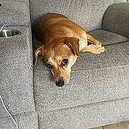 Toffy joined the competition — help win amazing prizes! dog, brown_dog, couch, sofa, pet, indoor, floor, tile_floor, resting, looking, cute, animal, canine, furniture, relaxed, ears, eyes, nose, paw, home