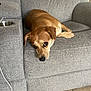 animal, brown_dog, canine, couch, cute, dog, ears, eyes, floor, furniture, home, indoor, looking, nose, paw, pet, relaxed, resting, sofa, tile_floor