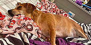 Toffy is registered to the contest to win money with this photo: dog, bed, blanket, sleeping, brown_dog, indoor, furniture, chair, desk, lamp, television, box, comfort, resting, cozy, fabric, pattern, home, relaxation, pet