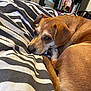 Toffy is registered to the contest to win money with this photo: dog, brown_dog, bed, blanket, striped_blanket, indoor, cozy, pet, animal, canine, fur, tail, ear, room, bookshelf, book, furniture, relaxed, lying_down, closeup