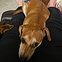 Toffy joined the competition — help win amazing prizes! dog, pet, brown_dog, lying_down, lap, person, black_pants, floor, tile_floor, indoor, relaxed, looking_up, ears, tail, cute, companion, home, comfort, animal, domestic
