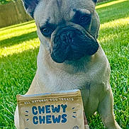 Arlo is registered to the contest to win money with this photo: animal, attention, backyard, canine, cute, daylight, dog, fence, french_bulldog, grass, greenery, nature, outdoor, package, pet, playful, portrait, sitting, treats, tree