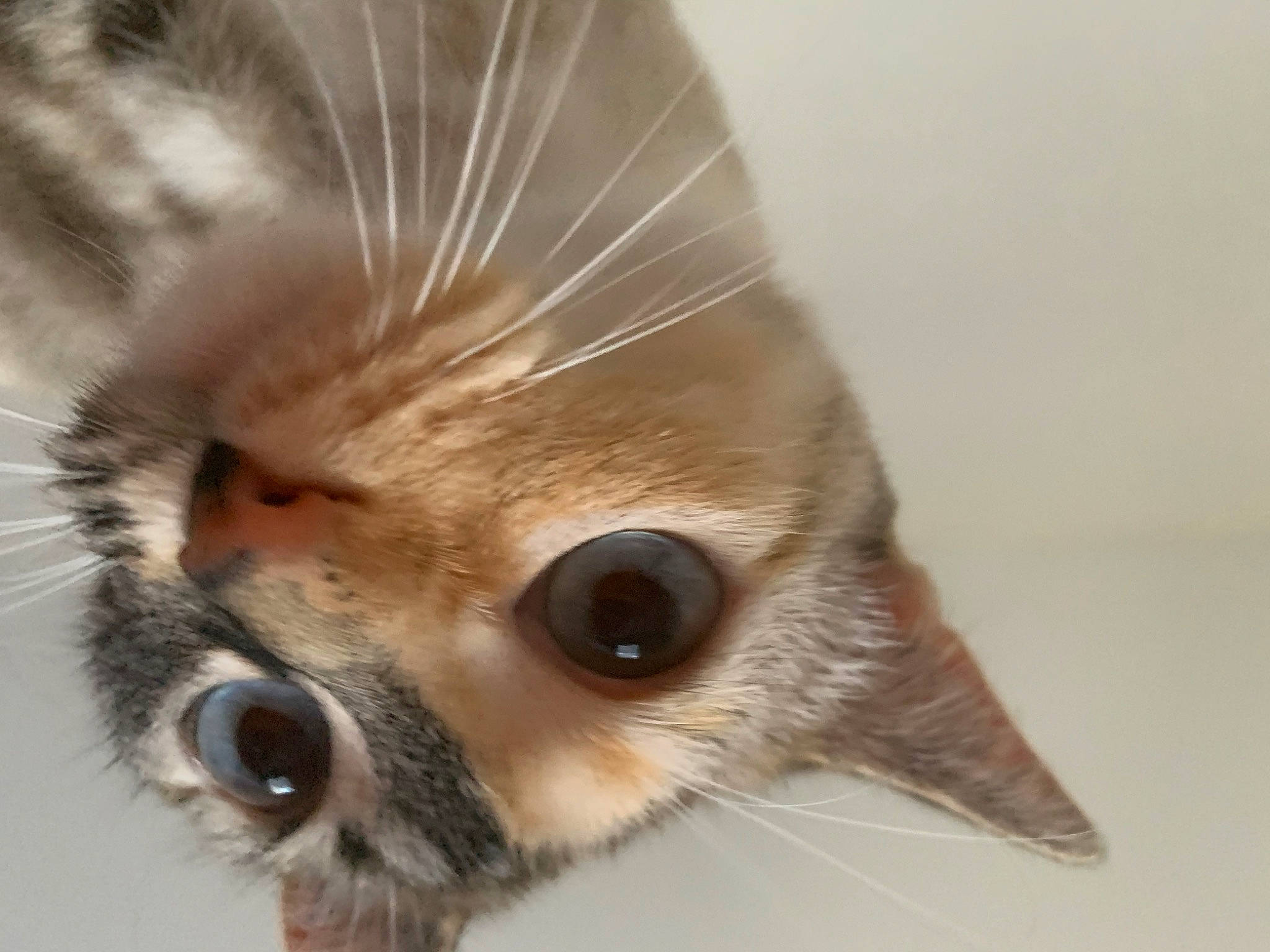 Azul is registered to the contest to win money with this photo: close_up, ear, eye, fawn, fur, iris, nose, snout, whiskers, wildlife