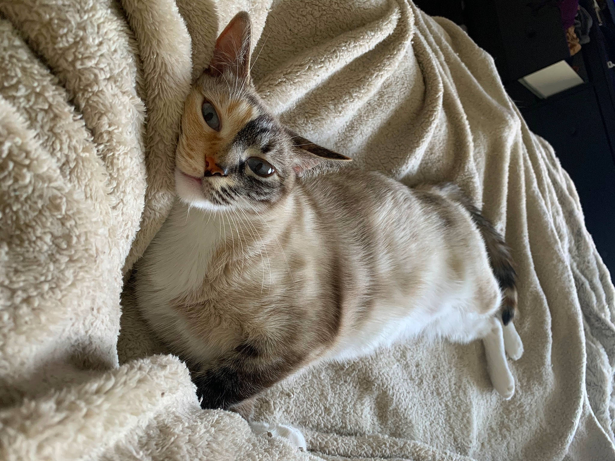 Azul is registered to the contest to win money with this photo: asian, burmilla, carnivore, cat, ear, fawn, felidae, fur, mammal, rabbit, singapura, small_to_medium_sized_cats, tabby_cat, whiskers