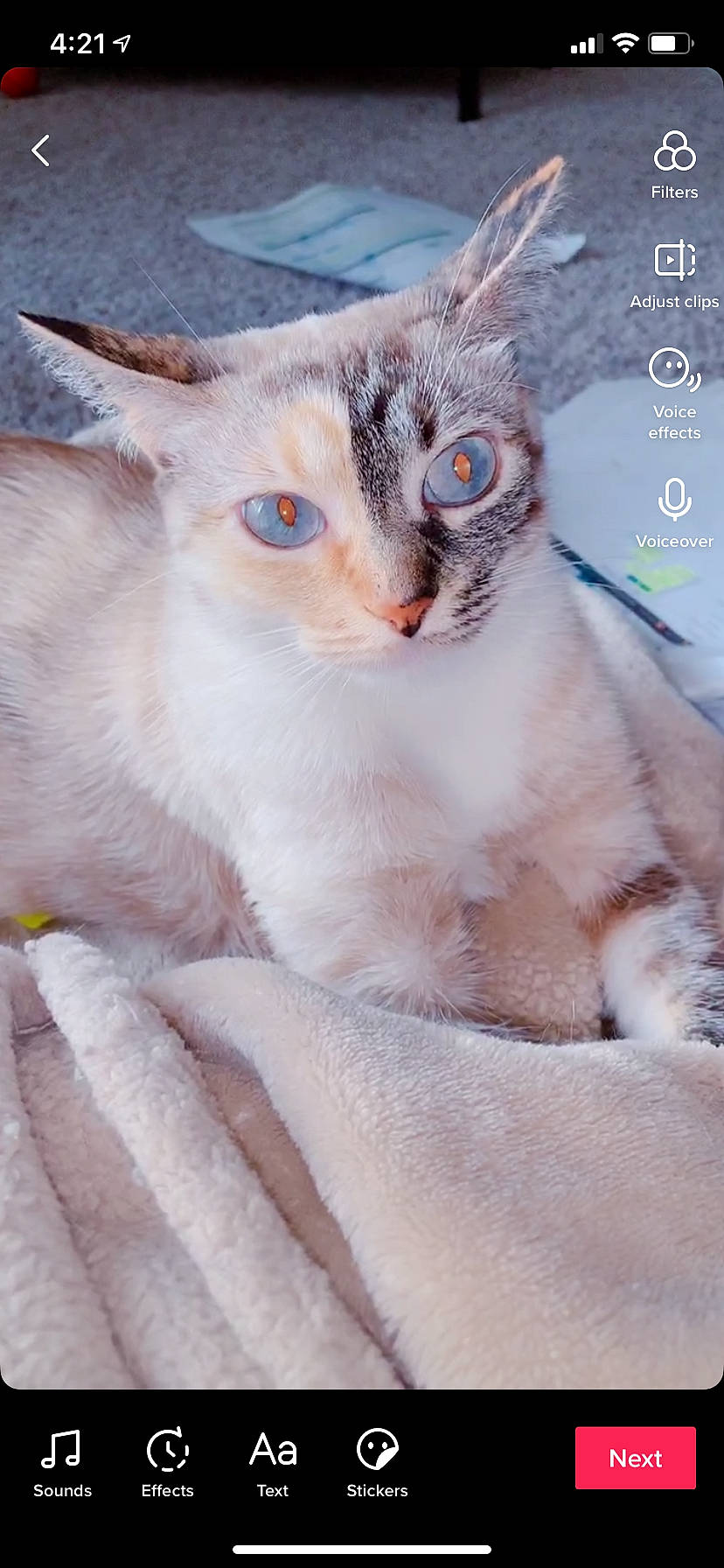 Azul is registered to the contest to win money with this photo: aegean_cat, asian, burmilla, carnivore, cat, colorpoint_shorthair, cornish_rex, domestic_short_haired_cat, eye, fawn, felidae, german_rex, javanese, kitten, mammal, singapura, small_to_medium_sized_cats, thai, vertebrate, whiskers