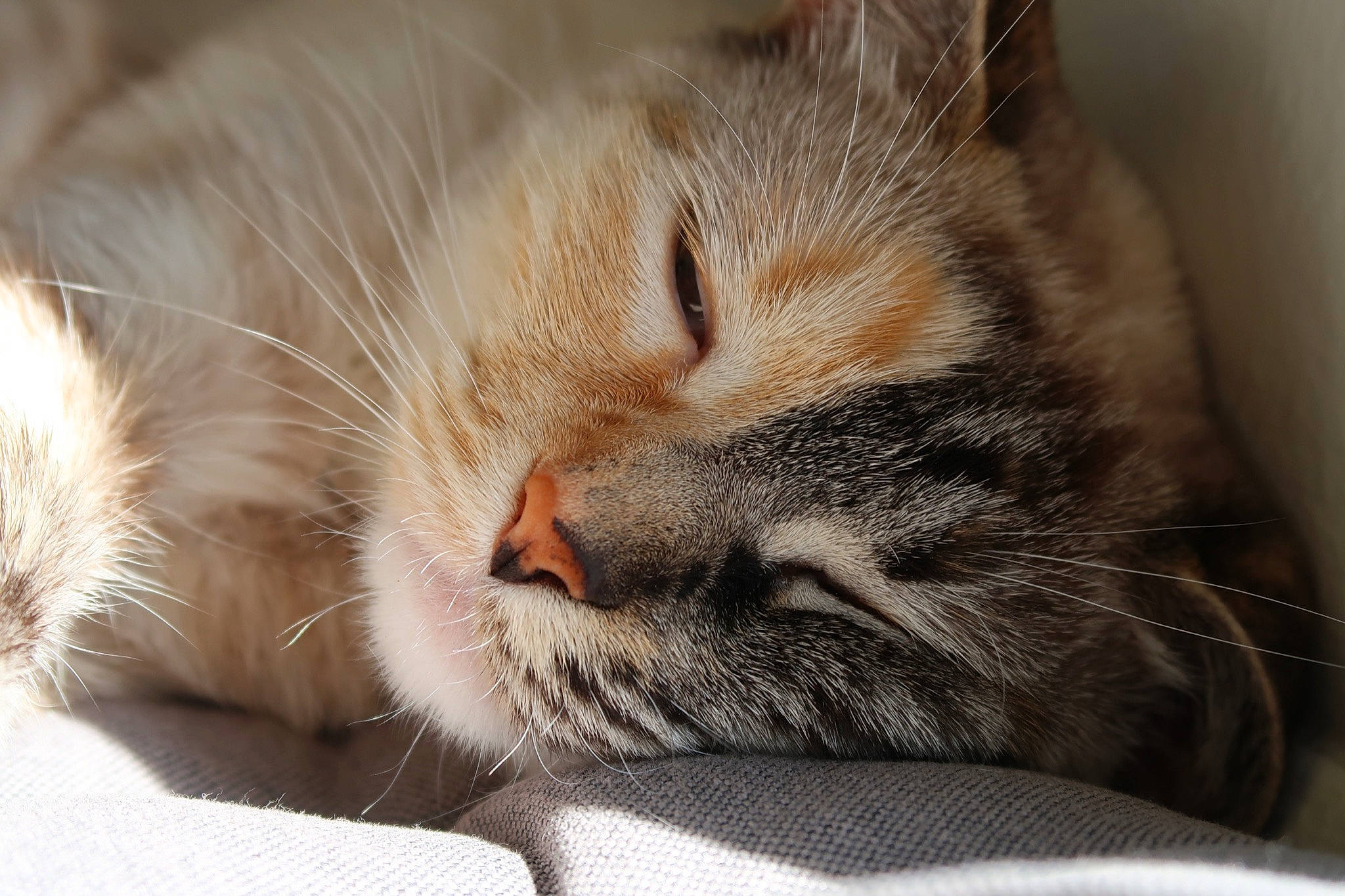 Azul joined the competition — help win amazing prizes! asian, carnivore, cat, close_up, domestic_short_haired_cat, european_shorthair, eye, felidae, fur, kitten, nap, norwegian_forest_cat, nose, paw, siberian, sleep, small_to_medium_sized_cats, snout, tabby_cat, whiskers