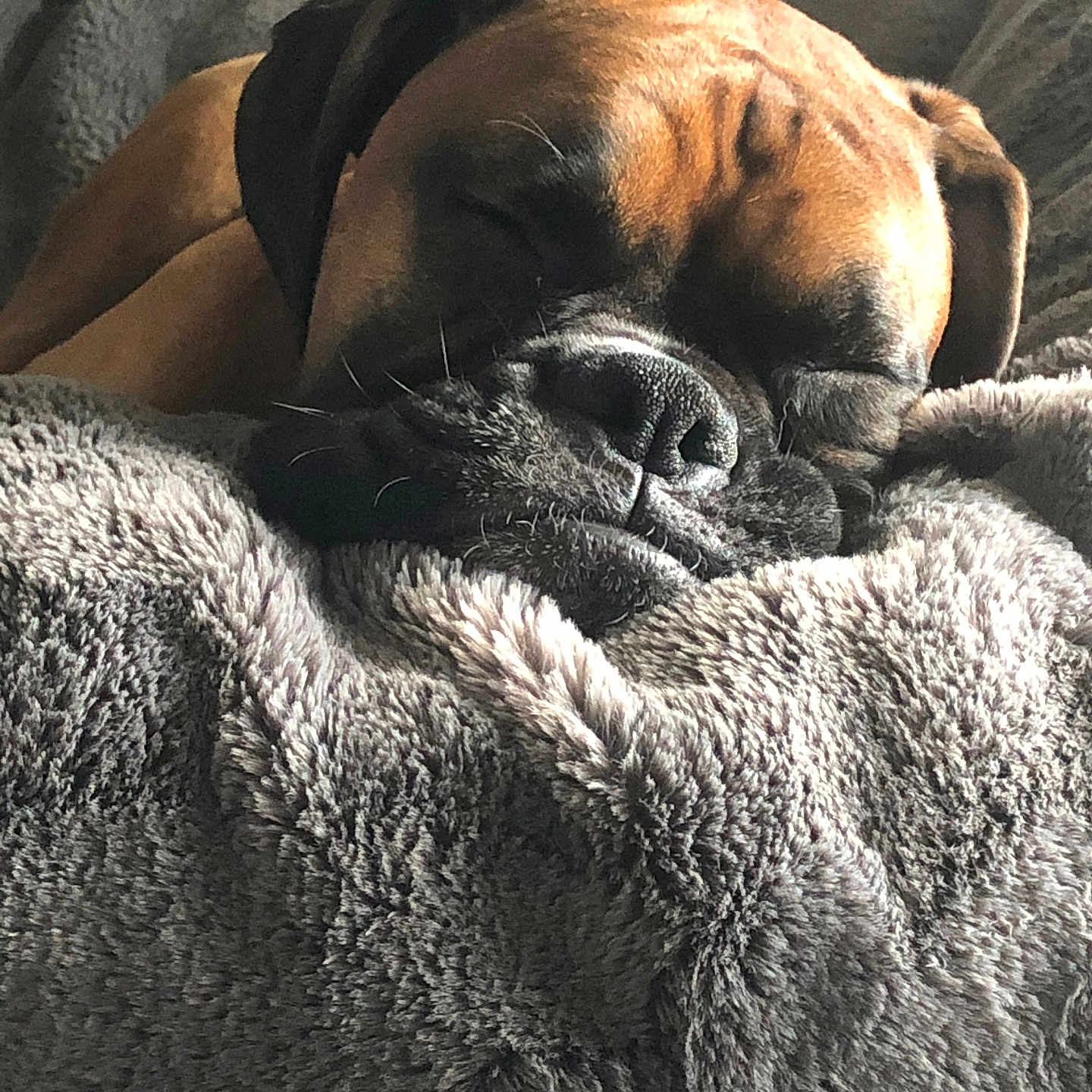Apollo joined the competition — help win amazing prizes! animal, blanket, brown_dog, closeup, companion, cozy, cute, dog, domestic_animal, fur, indoors, muzzle, nap, peaceful, pet, relaxed, resting, sleeping, snout, soft_texture