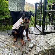 Luna joined the competition — help win amazing prizes! rottweiler, puppy, dog, jacket, rock, wet_surface, person, greenery, outdoor, gate, metal_gate, nature, forest, trees, leaves, adventure, explorer, canine, pet, animal