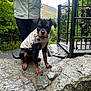rottweiler, puppy, dog, jacket, rock, wet_surface, person, greenery, outdoor, gate, metal_gate, nature, forest, trees, leaves, adventure, explorer, canine, pet, animal