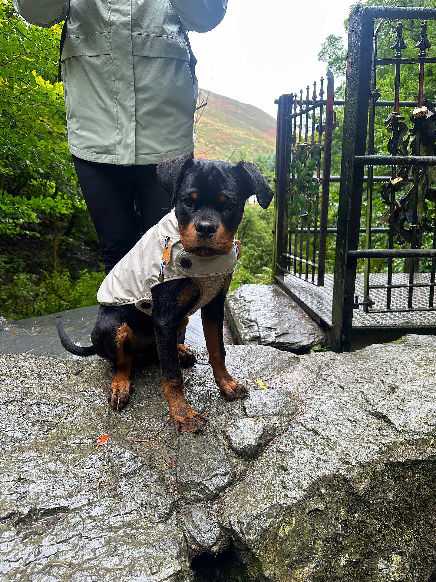 Luna joined the competition — help win amazing prizes! rottweiler, puppy, dog, jacket, rock, wet_surface, person, greenery, outdoor, gate, metal_gate, nature, forest, trees, leaves, adventure, explorer, canine, pet, animal