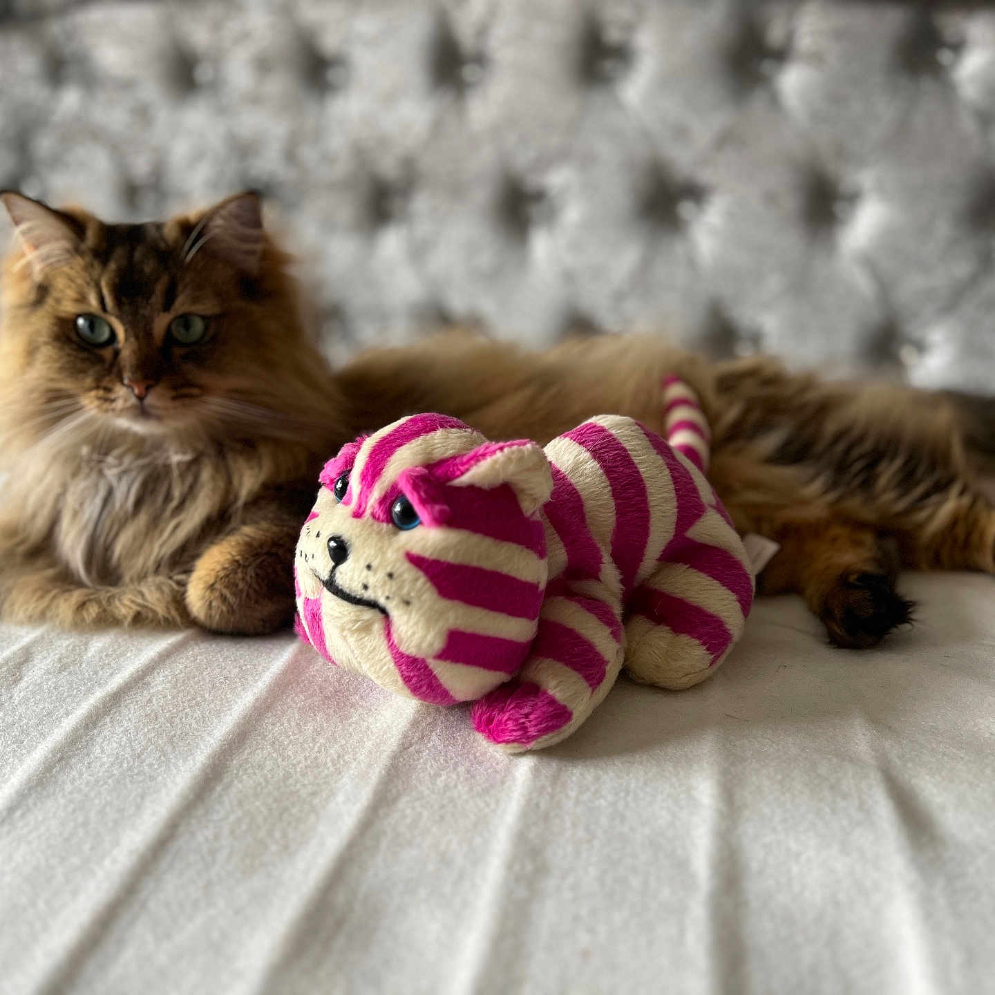 Mowgli joined the competition — help win amazing prizes! abyssinian, angora, animal, bed, blanket, cat, clothing, couch, cushion, furniture, glove, homedecor, kitten, manx, pet, plush, quilt, siamese, teddybear, toy