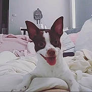 Brookie joined the competition — help win amazing prizes! dog, small_dog, tongue_out, bed, blanket, indoor, happy, ears, white_dog, brown_patches, pet, cute, cozy, living_room, furniture, pillow, relaxed, animal, smiling, domestic_animal