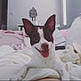 dog, small_dog, tongue_out, bed, blanket, indoor, happy, ears, white_dog, brown_patches, pet, cute, cozy, living_room, furniture, pillow, relaxed, animal, smiling, domestic_animal