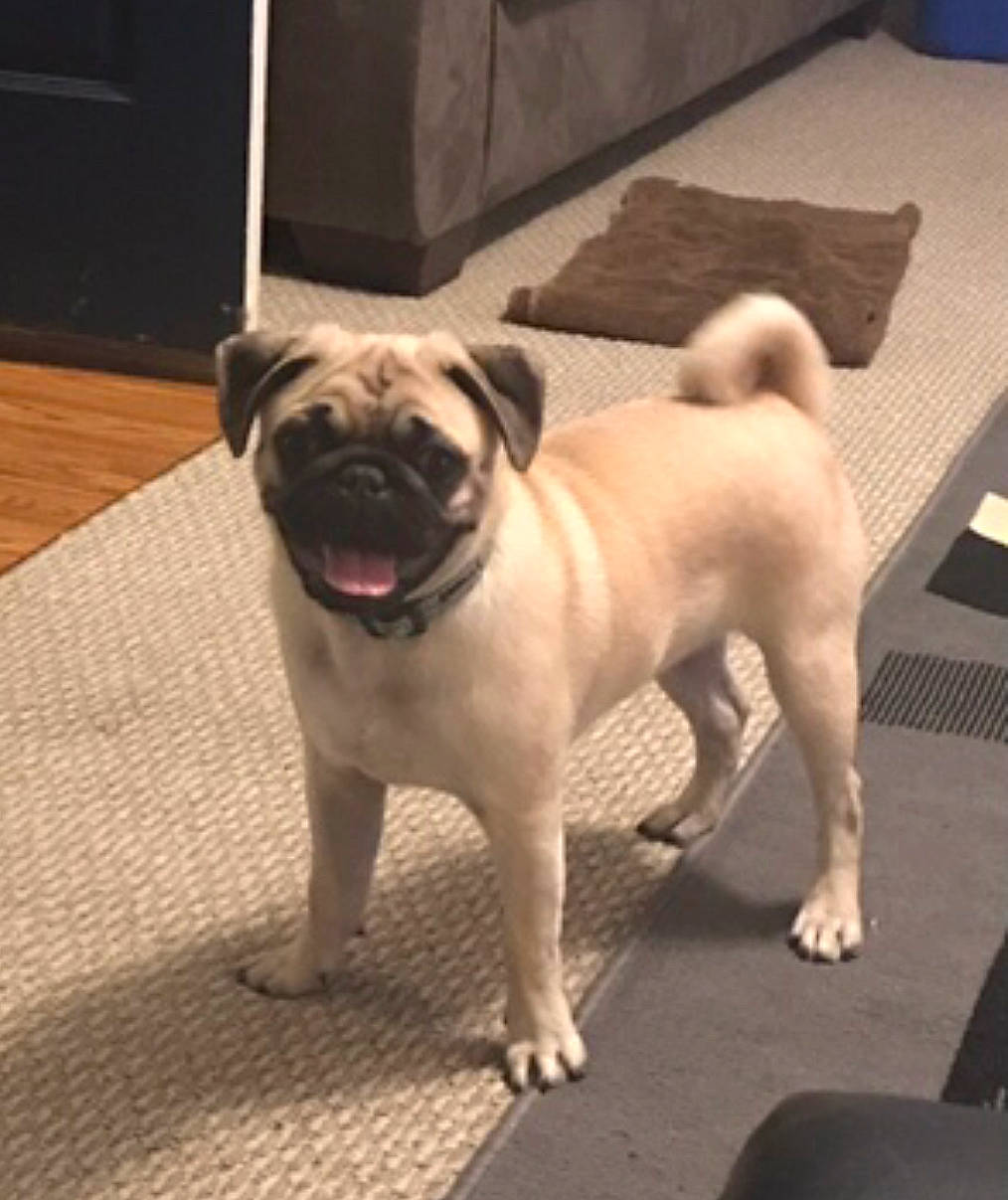 Dezl joined the competition — help win amazing prizes! ancient_dog_breeds, canidae, carnivore, companion_dog, dog, dog_breed, fawn, mammal, pug, puppy, snout, sporting_group, toy_dog, vertebrate