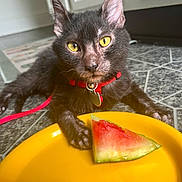 Dog joined the competition — help win amazing prizes! cat, black_cat, yellow_eyes, red_collar, watermelon, yellow_plate, tile_floor, indoor, pet, animal, close_up, curious, resting, food, fruit, summer, domestic_cat, feline, cute, playful