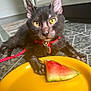 cat, black_cat, yellow_eyes, red_collar, watermelon, yellow_plate, tile_floor, indoor, pet, animal, close_up, curious, resting, food, fruit, summer, domestic_cat, feline, cute, playful