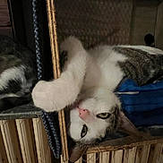 Mitsou a rejoint le concours — aidez-le/la à gagner de superbes lots ! cat, box, paw, indoor, curious, feline, pet, wood, cozy, resting, looking, playful, fur, whiskers, closeup, upside_down, home, cute, animal, relaxed