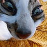 animal, blurry, cat, close_up, cozy, curious, cute, domestic_cat, feline, fur, green_eyes, indoor, macro, muzzle, nose, orange_blanket, pet, soft, texture, whiskers