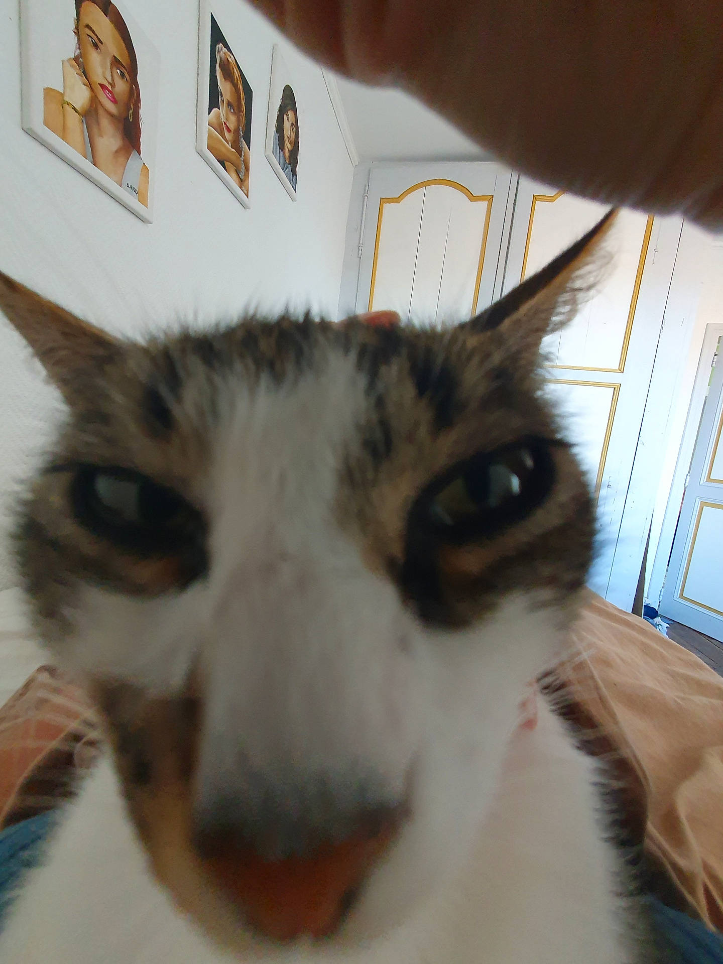 Pussy a rejoint le concours — aidez-le/la à gagner de superbes lots ! animal, bed, cat, close_up, curiosity, curious, domestic, door, ears, face, feline, funny, furniture, home, indoor, nose, pet, portrait, wall_art, whiskers