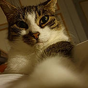 Pussy participe au concours pour gagner de l'argent avec cette photo : cat, tabby, white_fur, close_up, paw, whiskers, curious, indoor, pet, animal, feline, face, ears, nose, soft_lighting, portrait, cute, domestic, fur, eyes