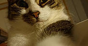 Pussy participe au concours pour gagner de l'argent avec cette photo : animal, cat, close_up, curious, cute, domestic, ears, eyes, face, feline, fur, indoor, nose, paw, pet, portrait, soft_lighting, tabby, whiskers, white_fur