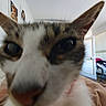 Pussy a rejoint le concours — aidez-le/la à gagner de superbes lots ! animal, blanket, blur, cat, chair, close_up, curious, domestic_cat, door, ears, face, furniture, indoor, nose, painting, pet, portrait, room, wall, whiskers